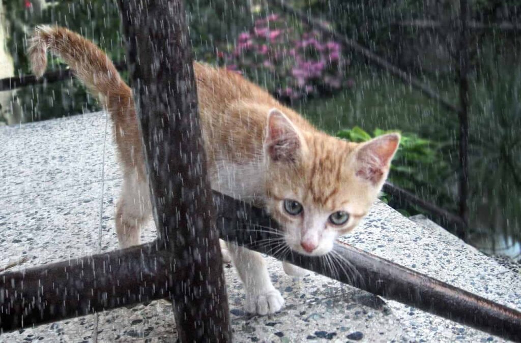 gattino sotto la pioggia