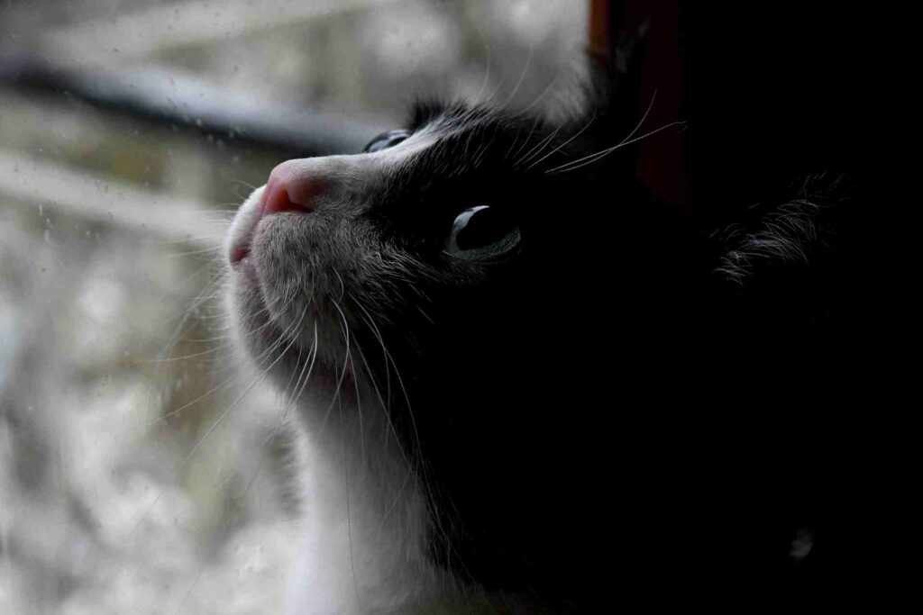 gatto guarda in alto durante una giornata di pioggia