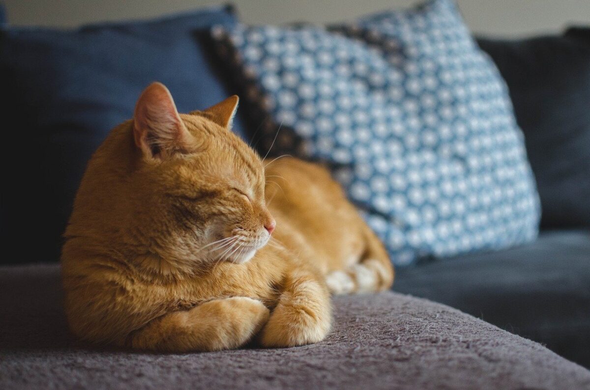 gatto rosso sul divano
