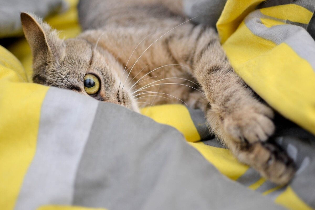 gatto nascosto tra le lenzuola