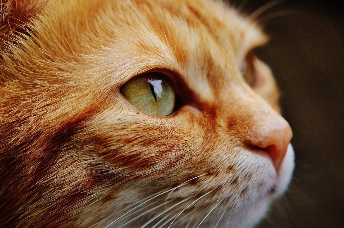 gatto rosso in primo piano