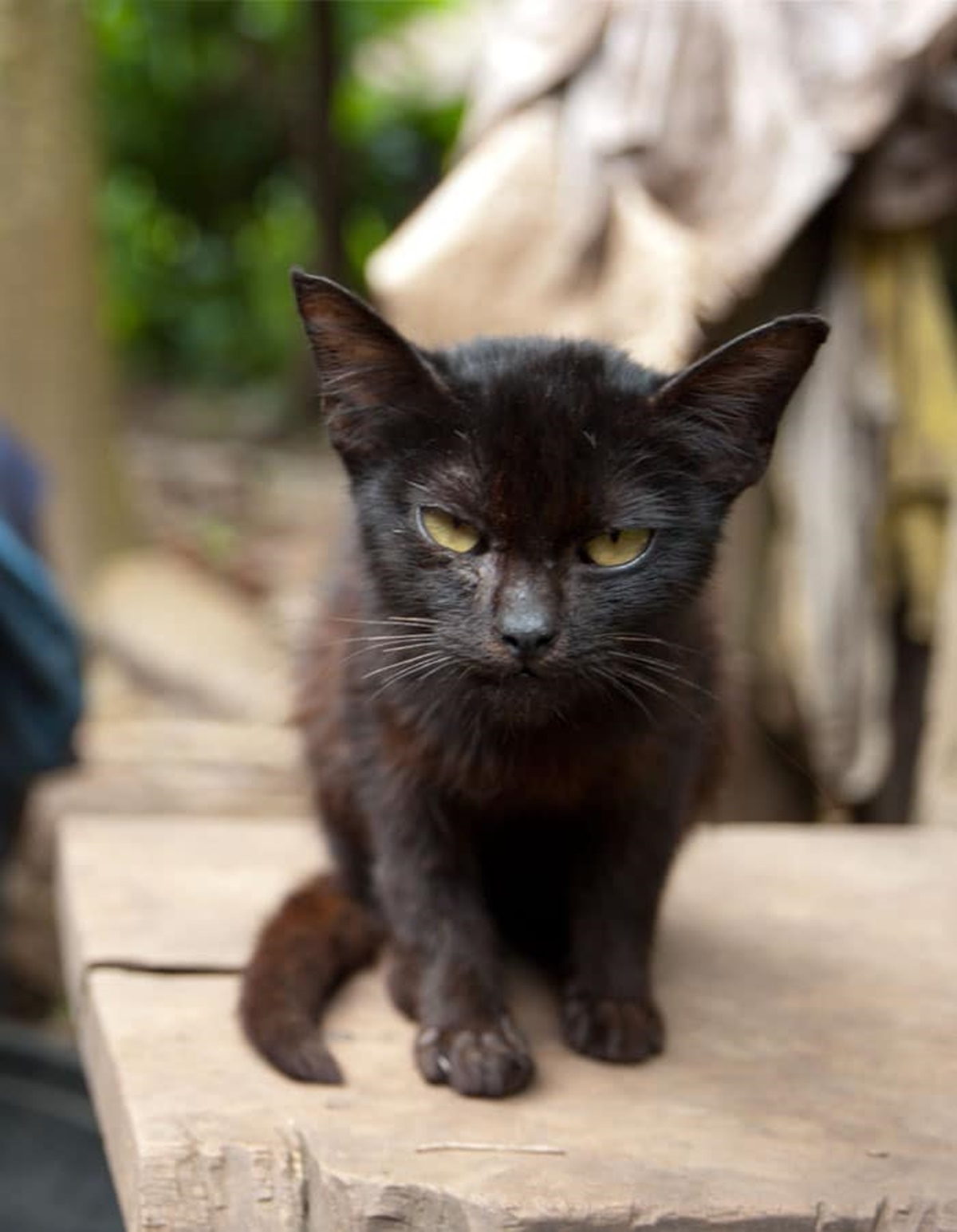 gatto nero porta il muso