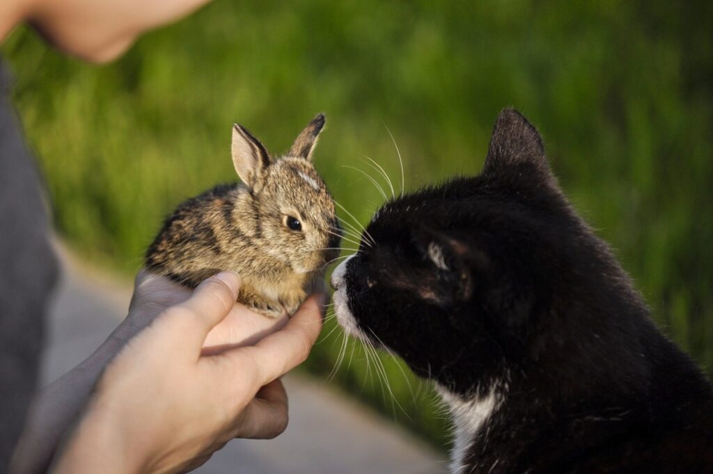 gatto e coniglio