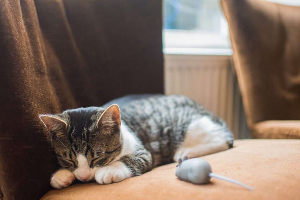 gatto e topo di gomma