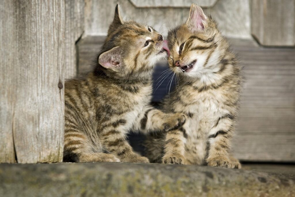 cuccioli di gatto sull'erba