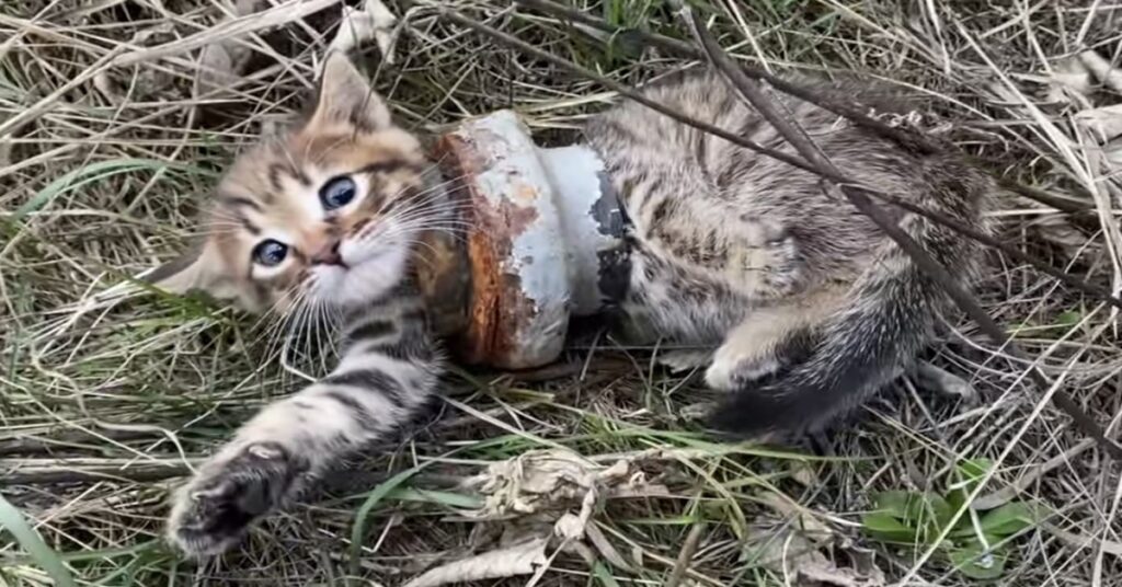 povero gattino intrappolato