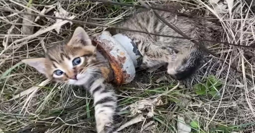 gattino grigio incastrato in un oggetto di ferro