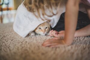 Gattino e ospiti in casa, i trucchi per non mettere nessuno a disagio