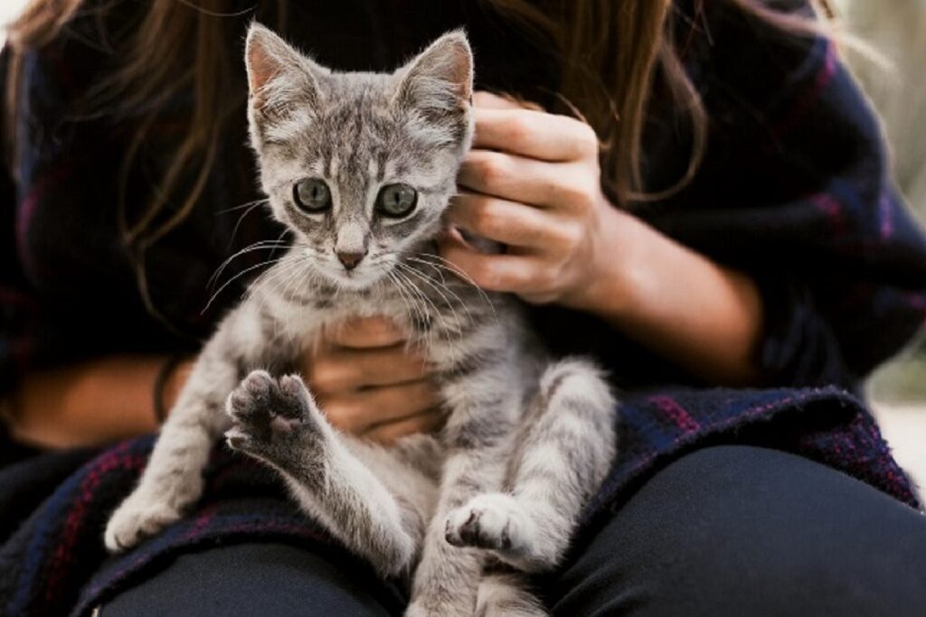 cucciolo di gatto grigio