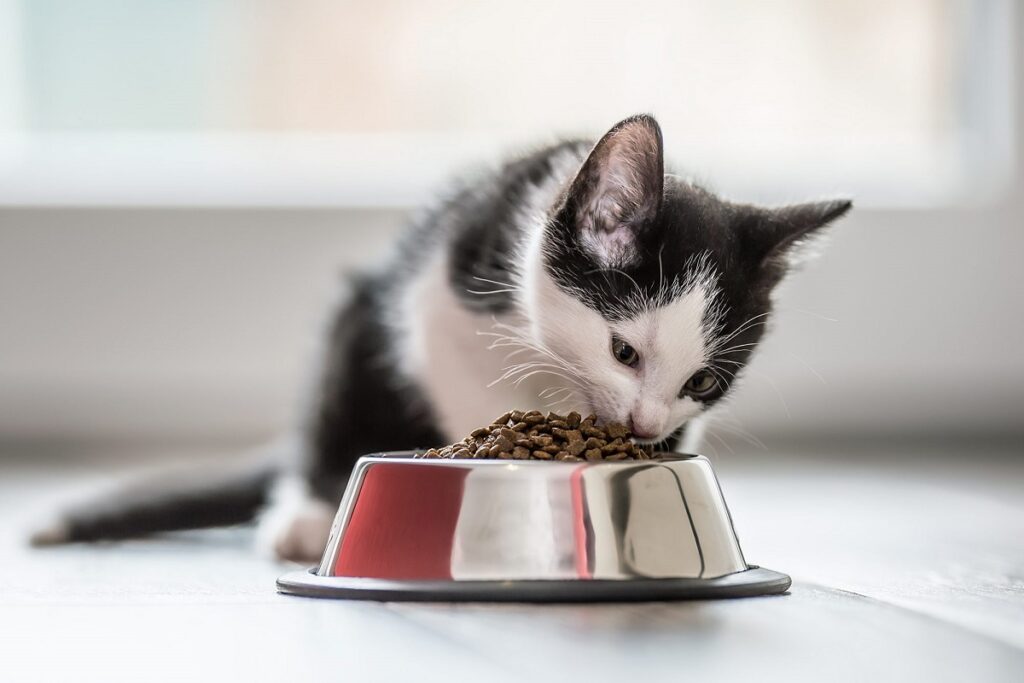 cucciolo di gatto bianco e nero