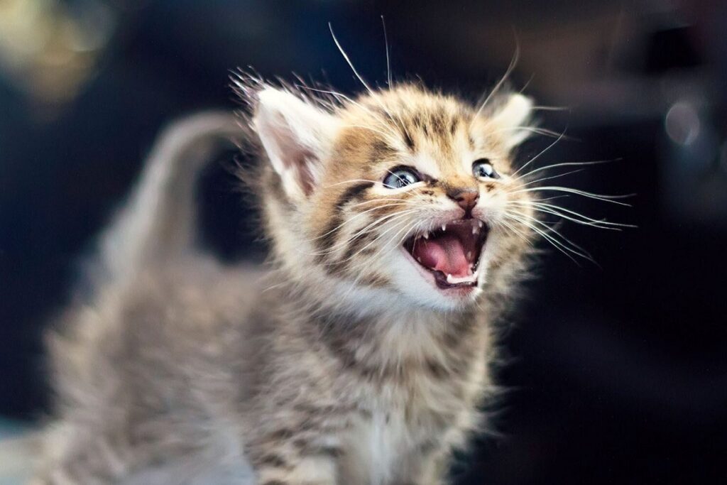 cucciolo di gatto indispettito