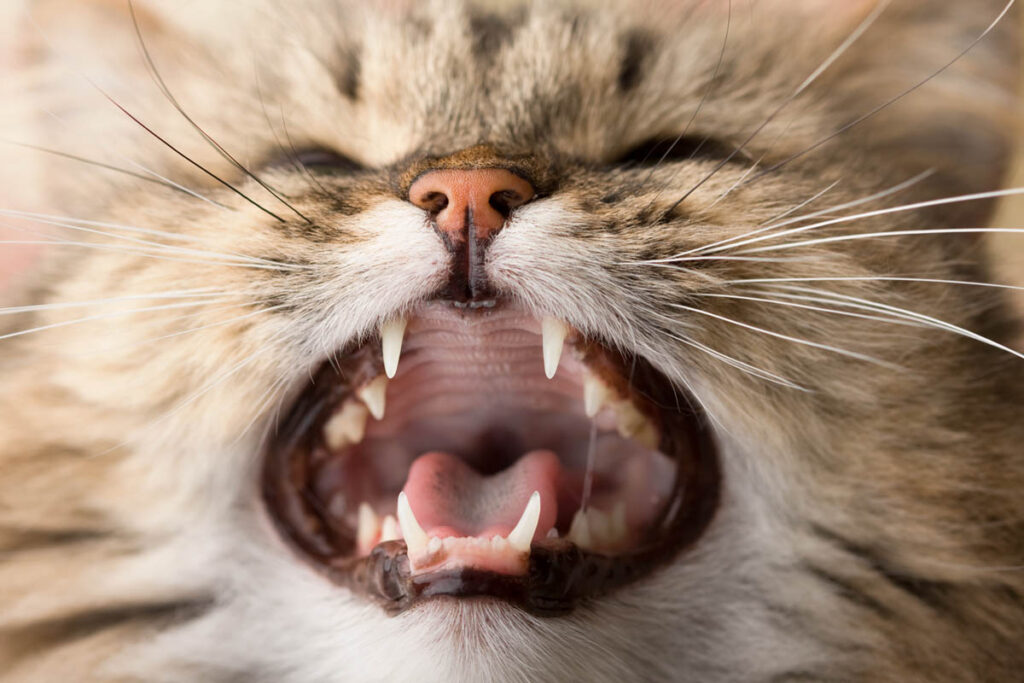 gattino perde i denti