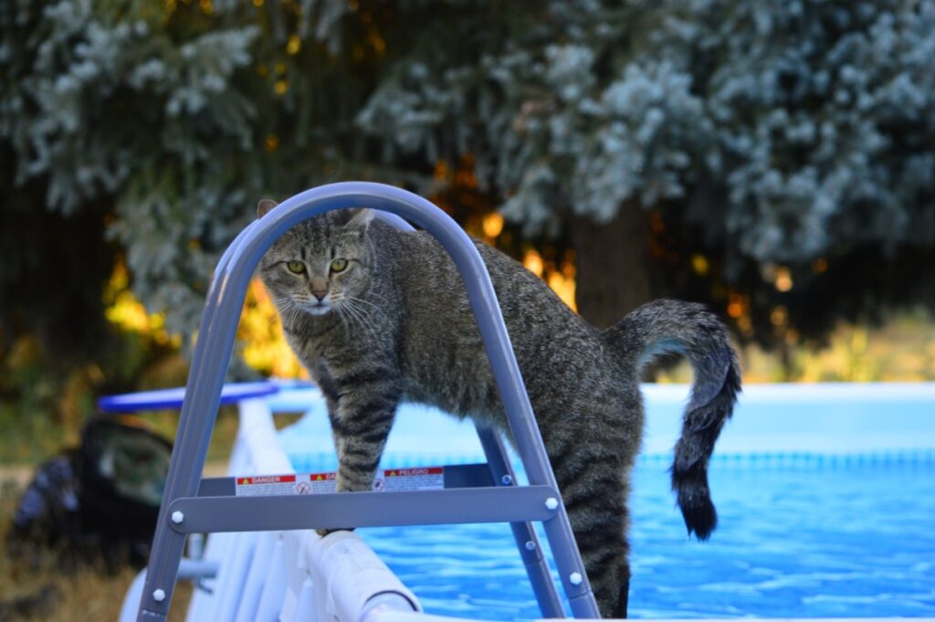 gatto in piscina