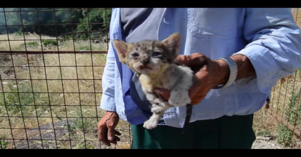 gattino salvato da un signore a Calvello