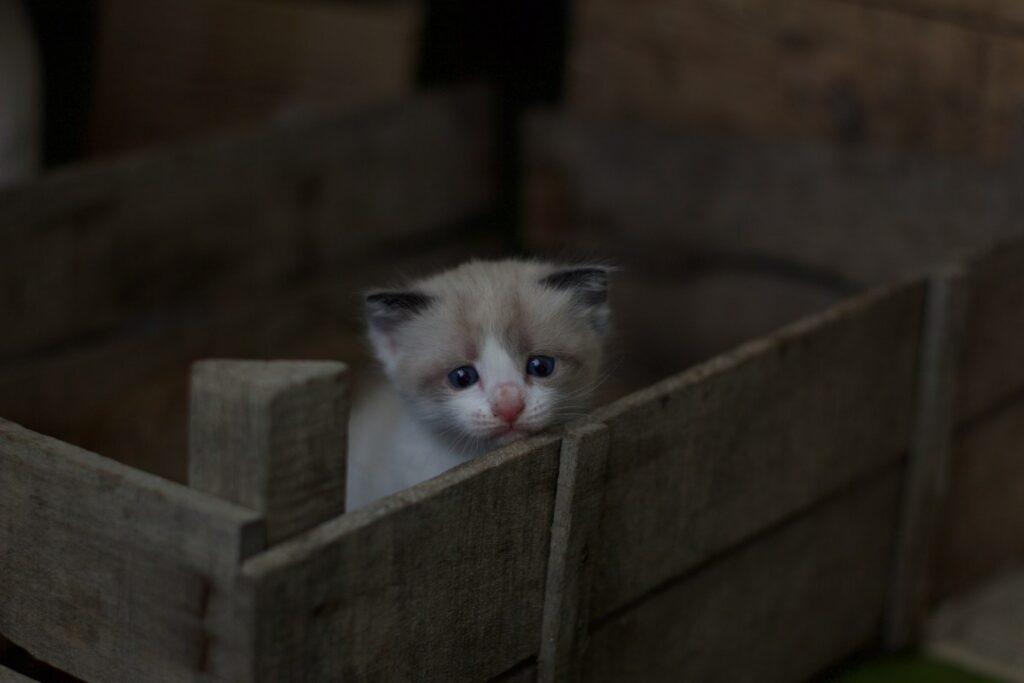 cucciolo in cesta di legno