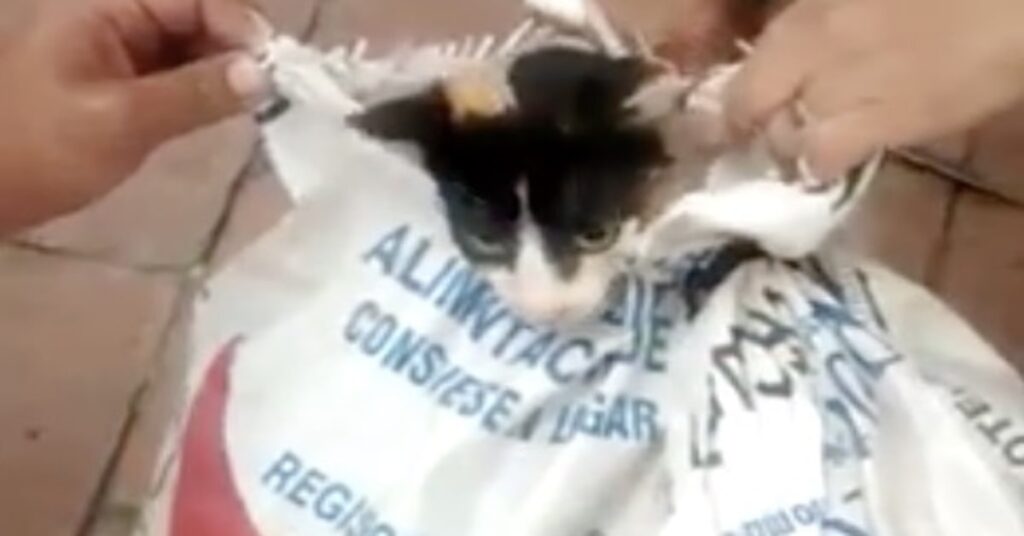 gatto abbandonato in Colombia e salvato