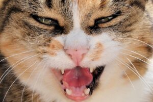 Gatto aggredisce una persona in particolare, cosa fare?