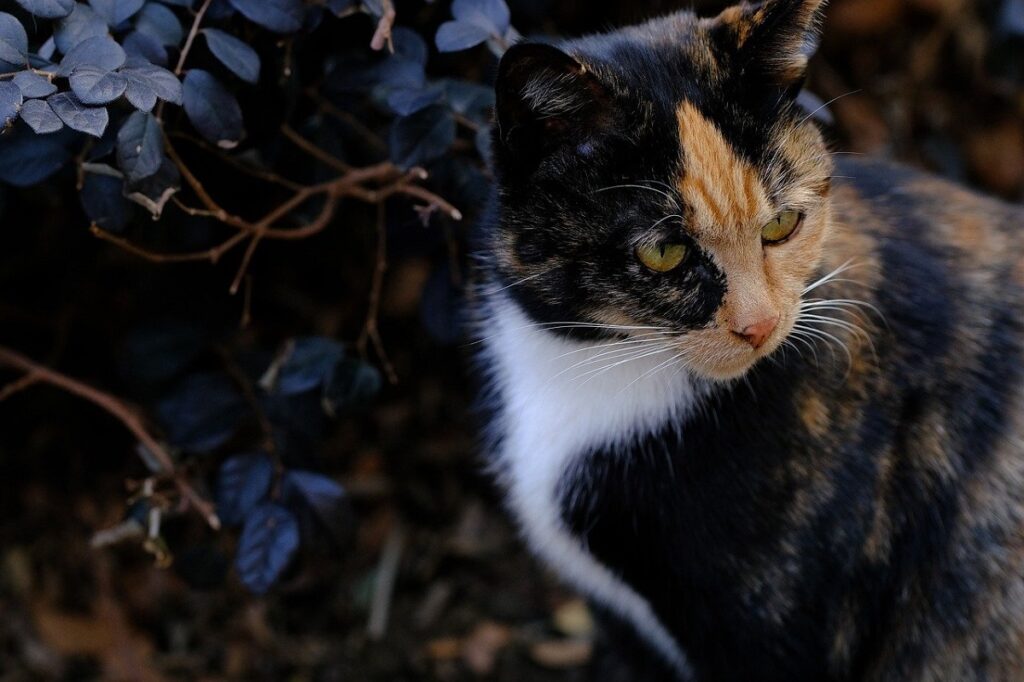 felino colori diversi