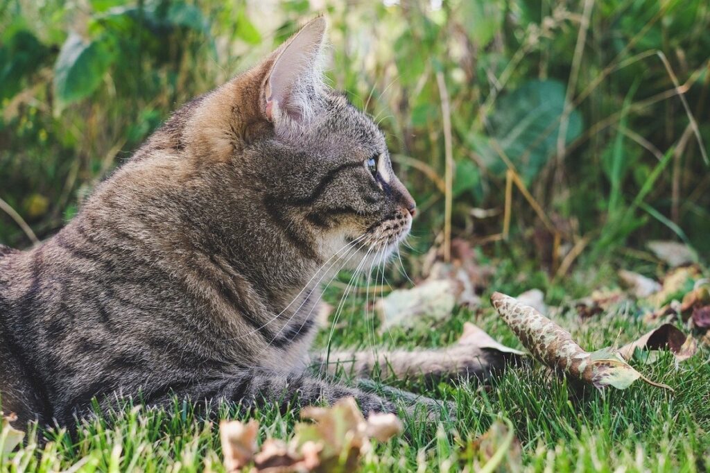 gatto soriano erba