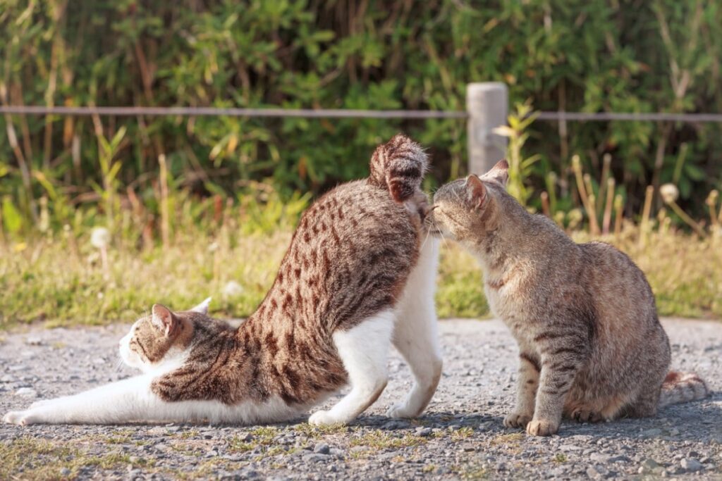 gatto annusa sedere di un altro gatto