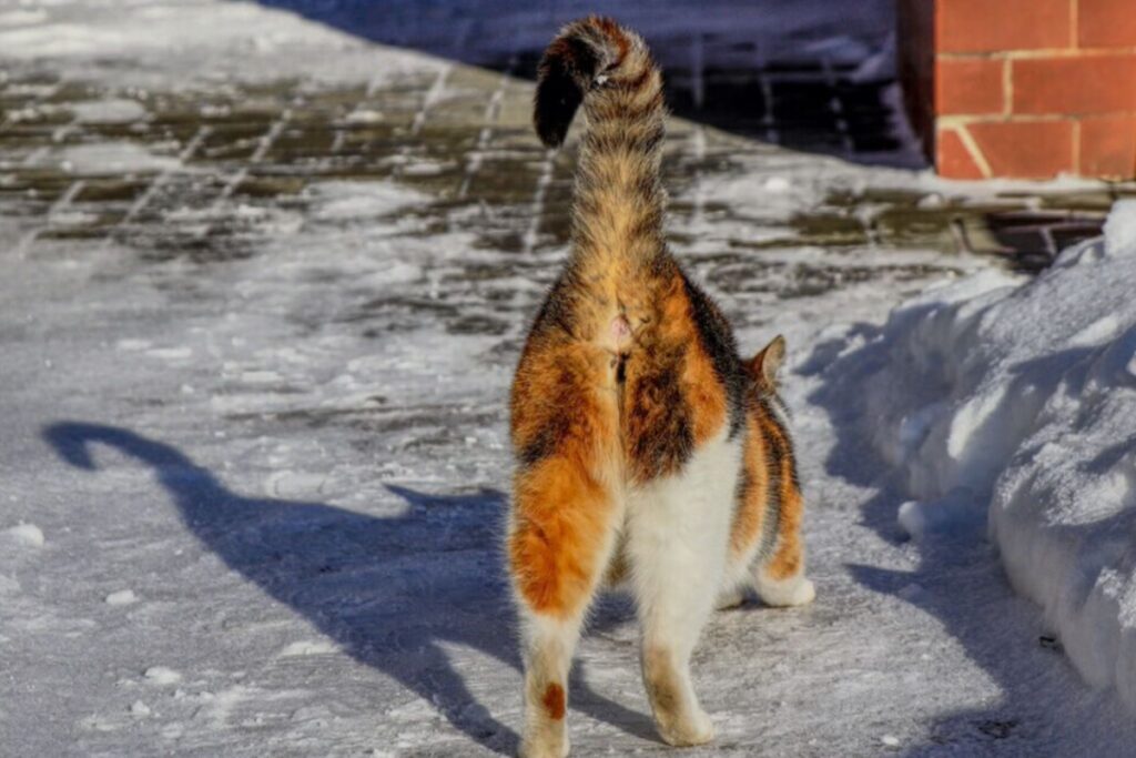 gatto con la coda alzata