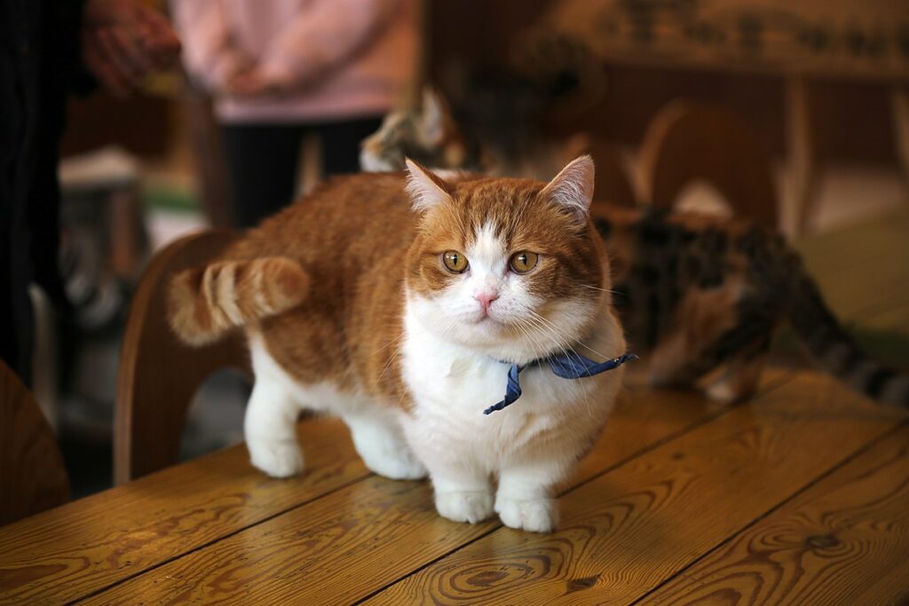 cucciolo di gatto bicolore