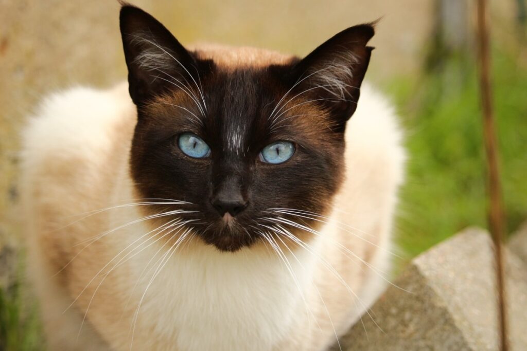 gatto siamese sul prato