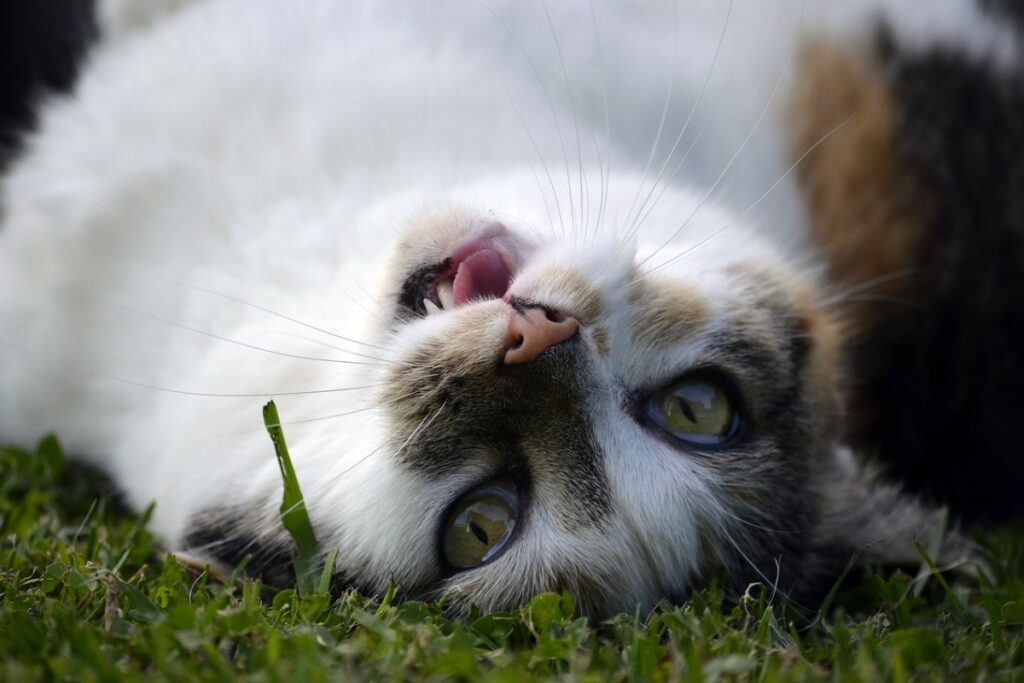 gatto si rotola sul prato