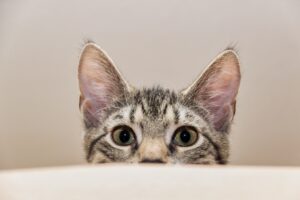 Il gatto attacca le caviglie: come mai lo fa e come farlo smettere?