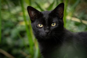 Biancavilla: gatto bloccato in un anfratto molto in alto salvato dai pompieri (VIDEO)