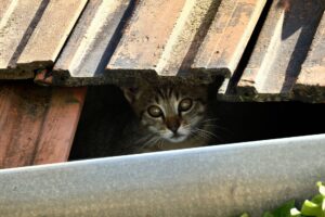 Marostica:  gatto bloccato sul tetto dell’ospedale viene salvato dai pompieri (VIDEO)