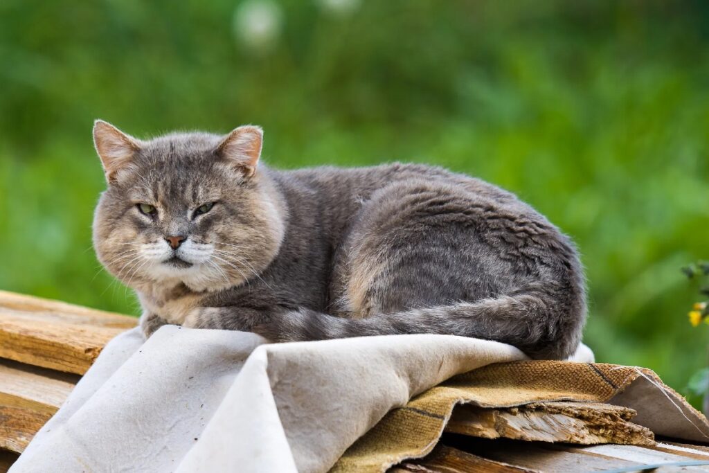 gatto nel giardino di casa