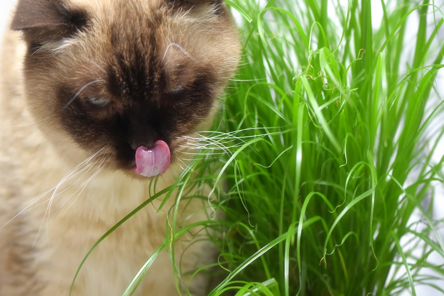 gatto lingua di fuori