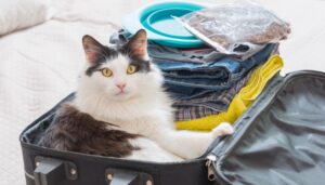 gatto in valigia