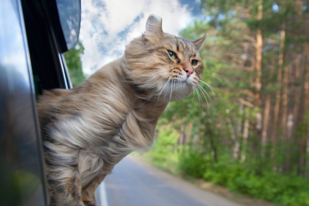 gatto fuori dal finestrino