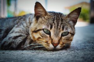 Il salvataggio di un gattino con la testa incastrata in un barattolo di latta (VIDEO)