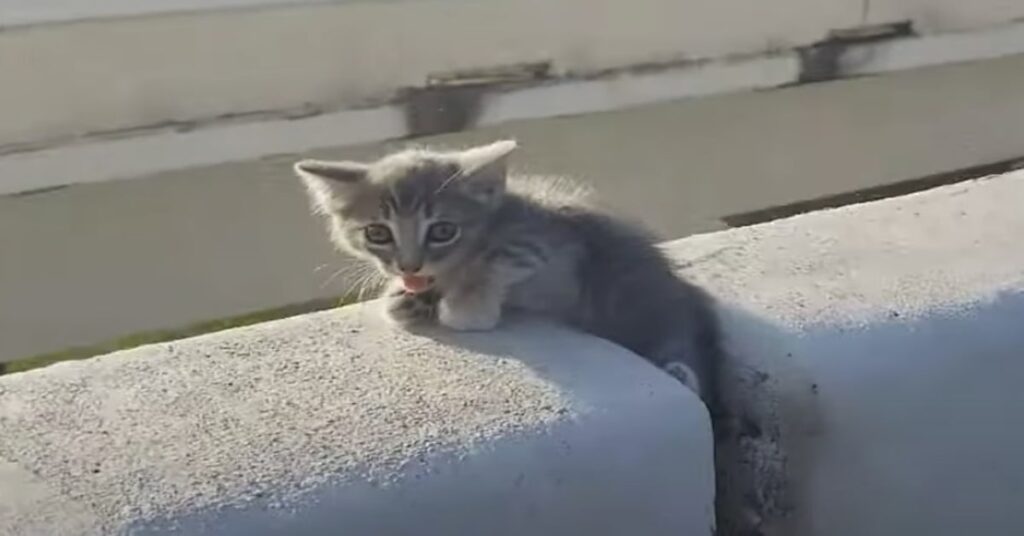 gattino incastrato in blocco di cemento