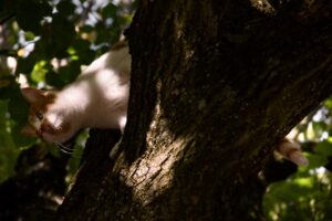 Rapallo: un gatto rimasto intrappolato in cima a un albero viene salvato dai vigili del fuoco (VIDEO)