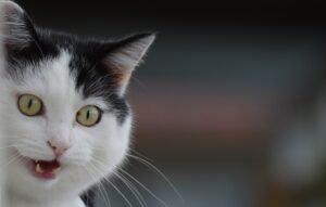 Vittorio Veneto: i vigili del fuoco salvano un gattino intrappolato in un terrazzo (VIDEO)