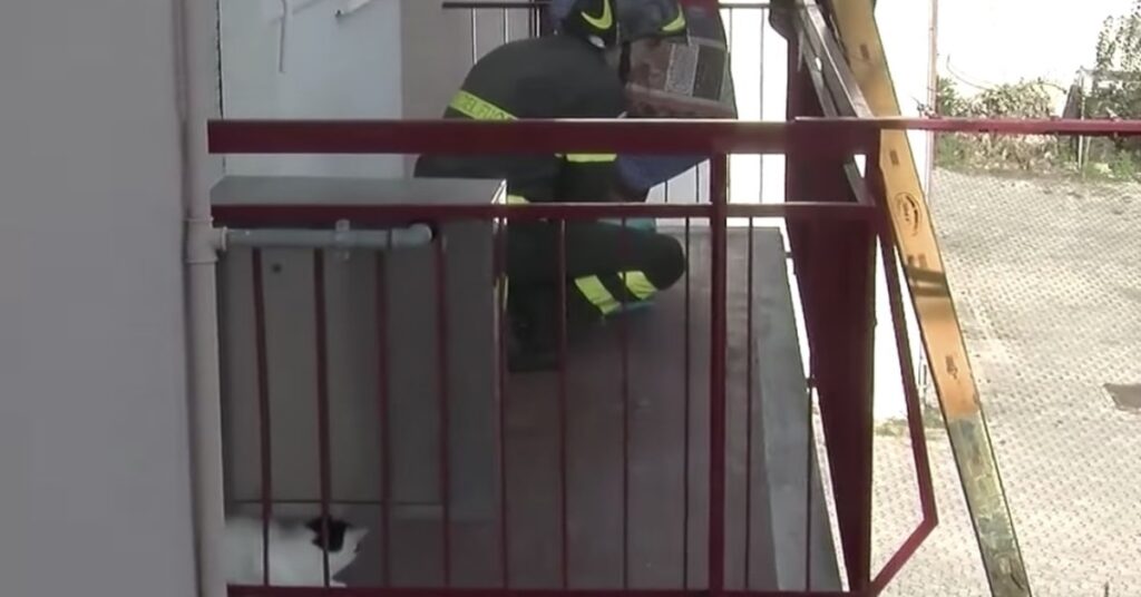 pompiere salva gattino rimasto su un balcone