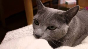 Gatto mangia il maglione: perché lo fa e perché evitarlo