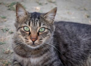 Gatto mangia la sabbia in spiaggia: che cosa può succedergli?