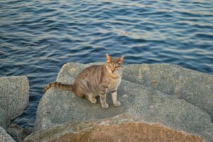 Gatto mangia le alghe in spiaggia: che cosa fare?