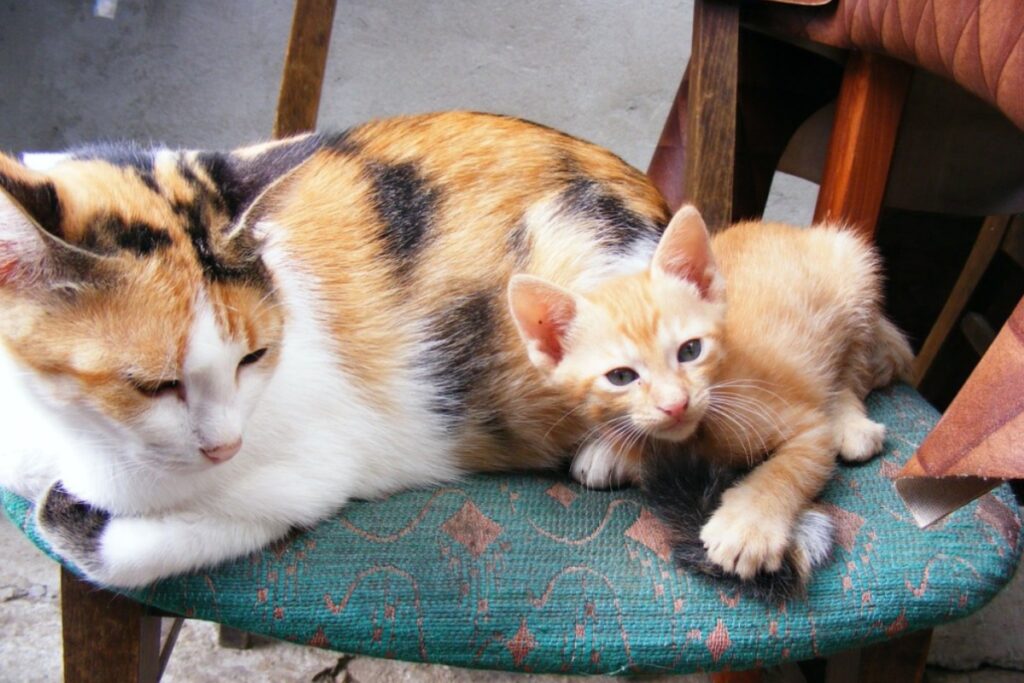 mamma gatta e gattino