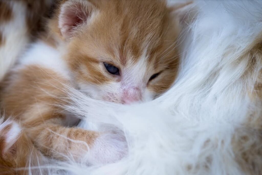 mamma e gattino vicini