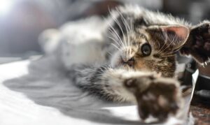 Gatto maschio attacca il gattino: perché succede e cosa fare?