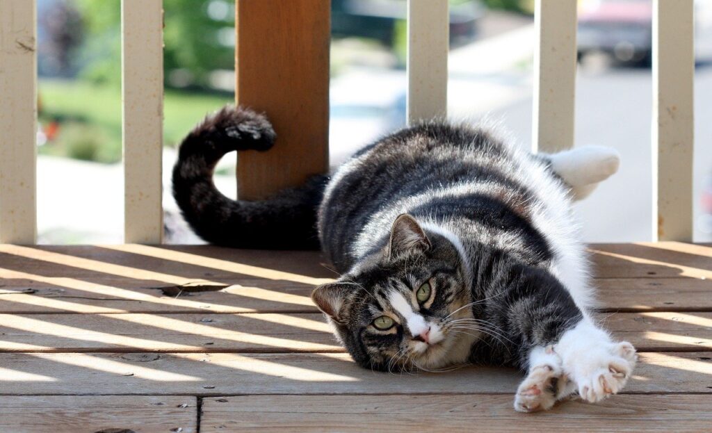 gatto nel portico di casa