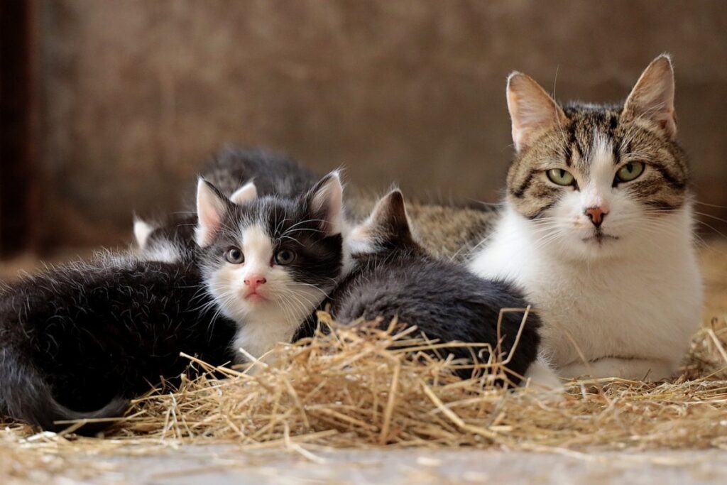 mamma gatta coi suoi gattini