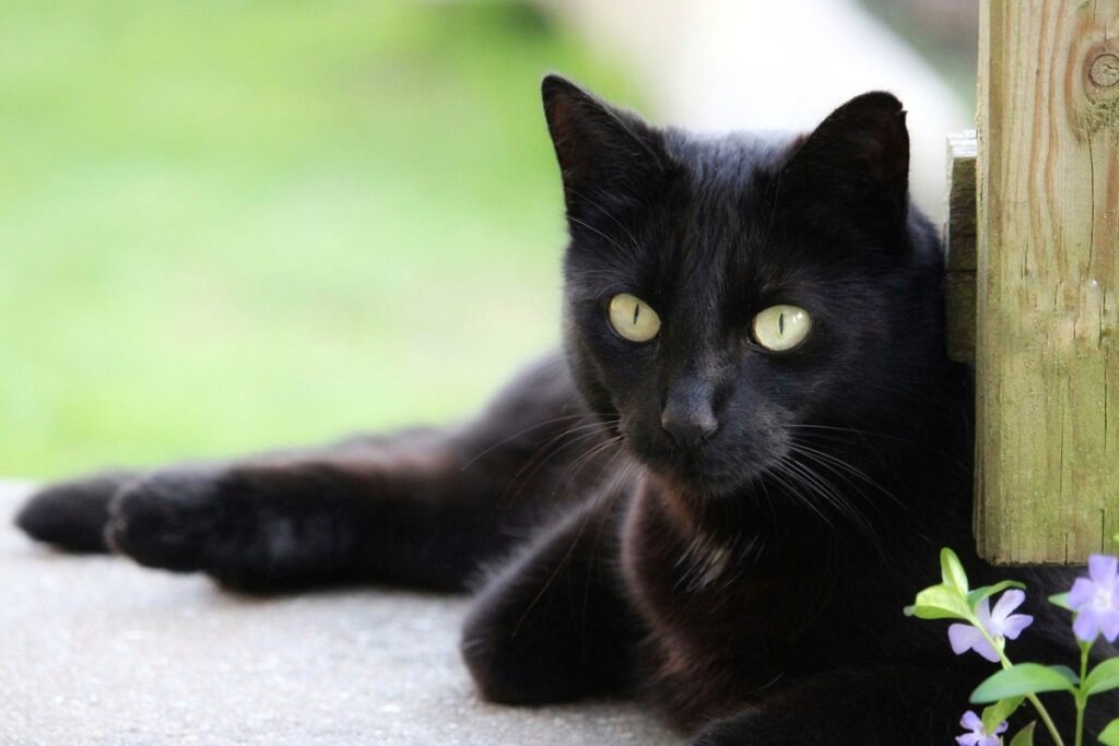 gatto nero con gli occhi gialli