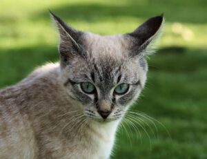 Il gatto maschio va in calore oppure no?